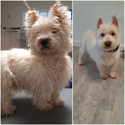 Darmstädter Hundesalon
