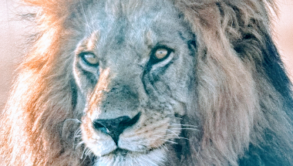 Lionsbarbiere Aslan Züher